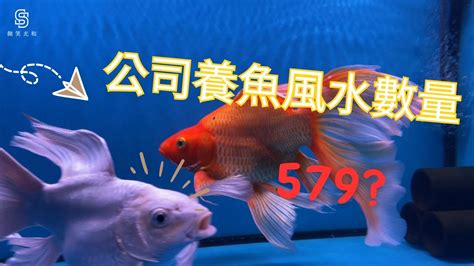 魚缸養幾隻魚比較好|養魚招財：最佳魚隻數量